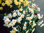 Daffodil Days 2007