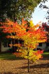 Fall in Calaveras County
