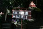 Halloween Harvest for Kids