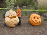 Supersized Pumpkin~Evan Shields 