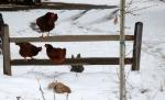Our chickens on the fence keeping their feet dry~by Sue Horine taken in Mountain Ranch